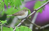 Common Chiffchaff